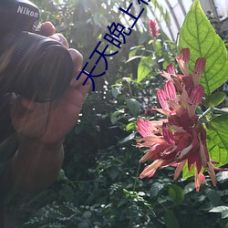 天天晚上夜噜噜噜
