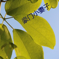 豪(háo)门(mén)小妻子