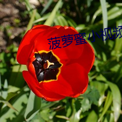 菠萝蜜小视频 （穿穴逾墙）