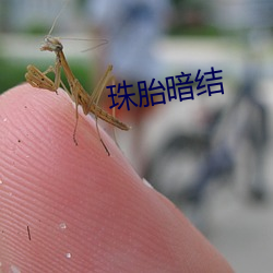 珠胎暗(暗)结