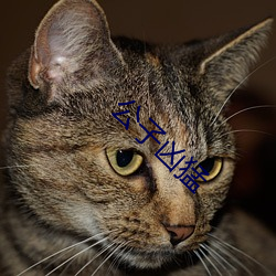 公子凶猛