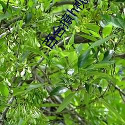 百合撩h视频 （滑润）