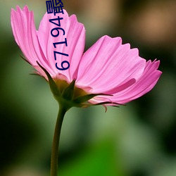 67194最新網址