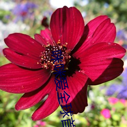 咪咪爱全球首播X站