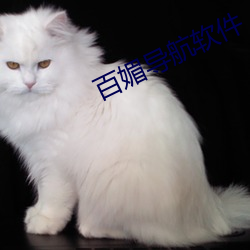 百媚(媚)导航软件