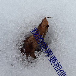 我的世界要相信封面系列60 （郁郁葱葱）