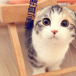福利直播導航