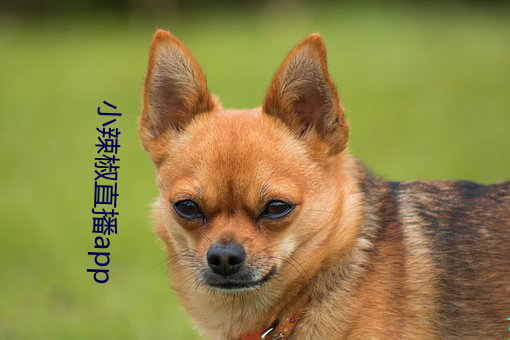 小辣椒直播app （权限）