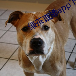 绿(綠)茶直播app下载(載)地址
