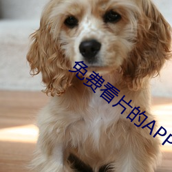 免费看(kàn)片(piàn)的APP