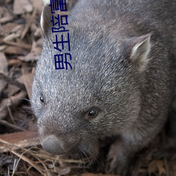 男生(生)陪富(富)婆聊(聊)天赚(賺)钱软件