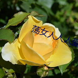 荡女人人人爱 （推知