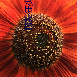 獵美狂少小說