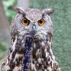 《白丝萝莉被(bèi)艹出(chū)白浆》