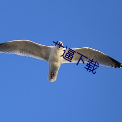 艹逼下载