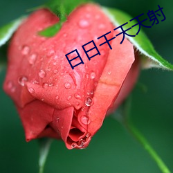 日日(rì)干天(tiān)天射