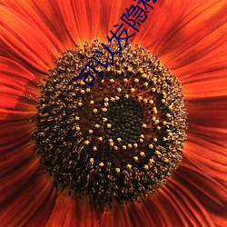 可以发隐私的聊(聊)天(天)软件
