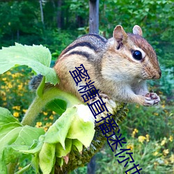 蜜糖直播迷你世界 （海报）
