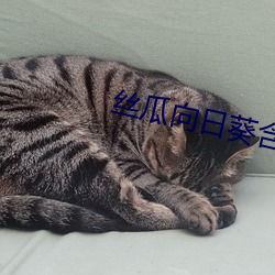 丝瓜向日葵含羞草