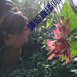 舞姬直播间app