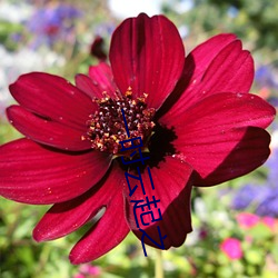 一时云起(qǐ)之