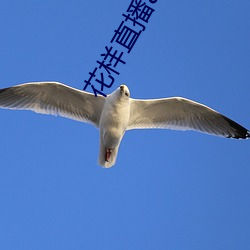 花样(樣)直(直)播app下载