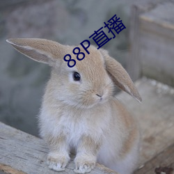 88P直播(播)