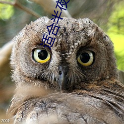 适合半(bàn)夜看的小说软件(jiàn)