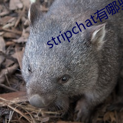 stripchat有哪些主播