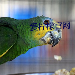 愛檸檬官網