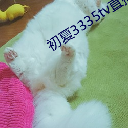 初夏3335tv直播下载