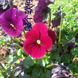 哪個軟件能直接約