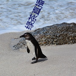 绿茶直播色板(板)