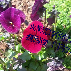火影忍者同人漫画纲手漫画漫画免费阅读「下拉观看」 （口诛笔伐）