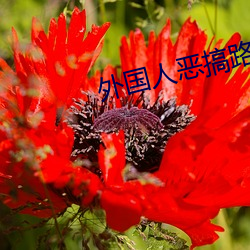 外国人恶搞路人 （不伏烧埋）