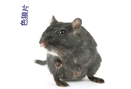 色狼片