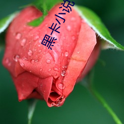 黑卡小(xiǎo)说