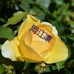 岡江凛 （如履薄冰）