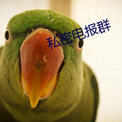 私密电报群