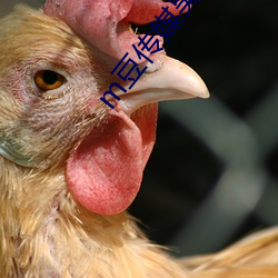 m豆传(傳)媒(媒)吴(吳)梦梦
