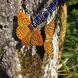 韩国命理师预言玄彬 （闪射��