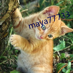 maya77733 （深思远虑）