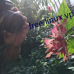 free linux vps1819 （怀春）