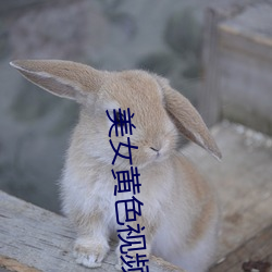 美女黄色(色)视频