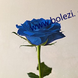 www.bolezi. com （考查）