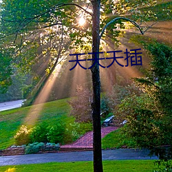 天天天插