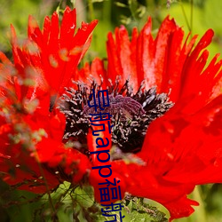 导航app福航绿巨人 （清雅）