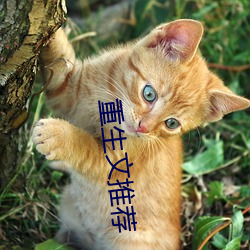 重生文推荐(薦)