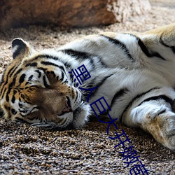 黑人巨大开嫩苞高清视频免费