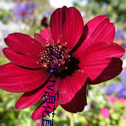 726 tv浪花直播